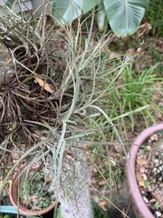 Tillandsia recurvata image