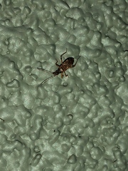 Ozophora occidentalis