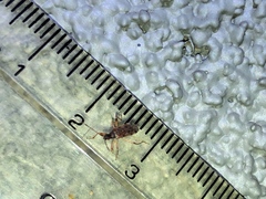 Ozophora occidentalis