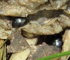Saprininae