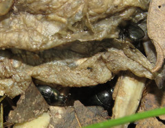 Saprininae