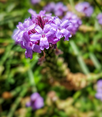 Glandularia lilacina