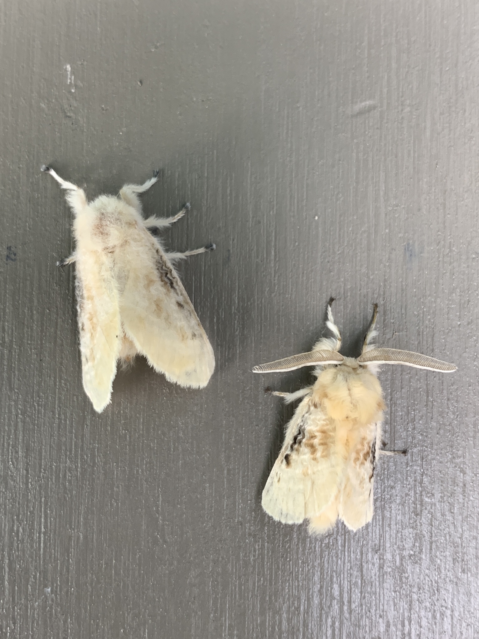 Black-waved Flannel Moth - Hodges # 4644 - Megalopyge crispata 