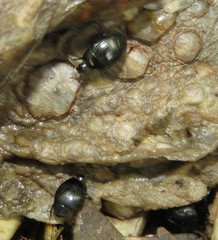 Saprininae
