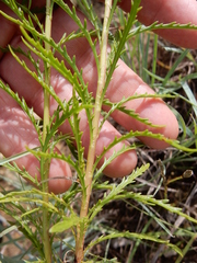 Dysodiopsis tagetoides