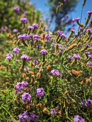 Glandularia lilacina