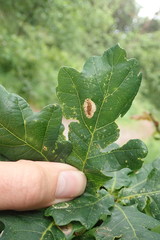 Phyllonorycter quercifoliella