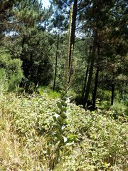 Verbascum giganteum