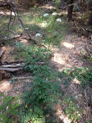 Ligusticum