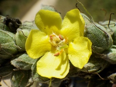Verbascum giganteum