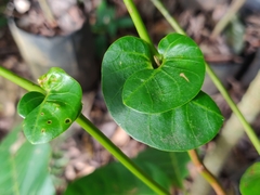 Otonephelium stipulaceum
