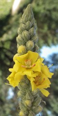 Verbascum giganteum