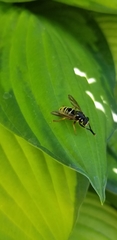 Temnostoma excentrica