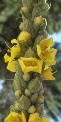Verbascum giganteum