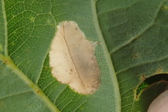 Phyllonorycter quercifoliella