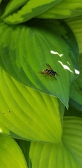 Temnostoma excentrica