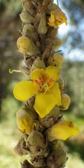 Verbascum giganteum