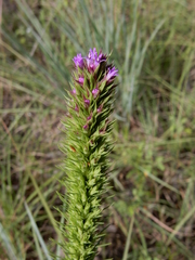 Liatris aestivalis
