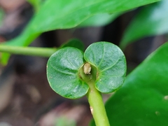 Otonephelium stipulaceum