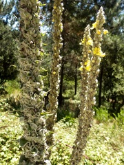 Verbascum giganteum