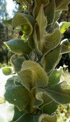 Verbascum giganteum