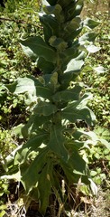 Verbascum giganteum