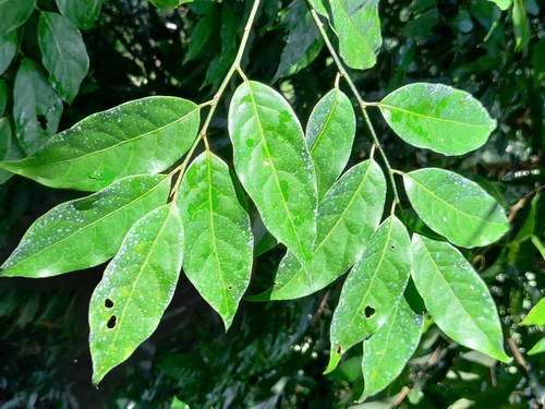 Aporosa indoacuminata (Aporosa indoacuminata)