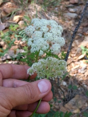 Ligusticum
