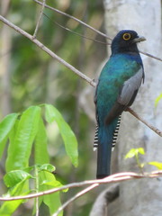Trogon ramonianus