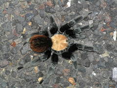 Brachypelma albiceps