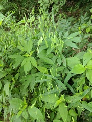 Ambrosia trifida trifida