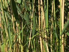 Scirpus sylvaticus