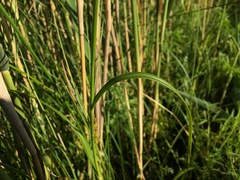Scirpus sylvaticus