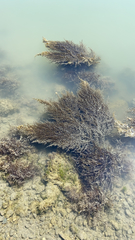 Sargassum muticum