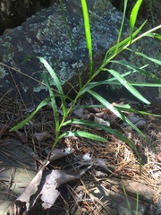 Liatris compacta