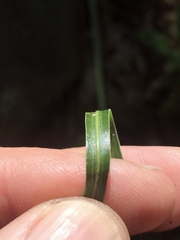 Liatris compacta