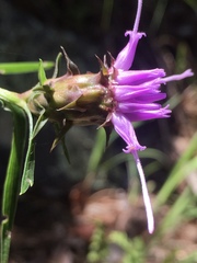 Liatris compacta