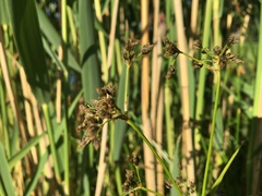 Scirpus sylvaticus