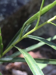 Liatris compacta