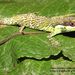 Niceforo's Andes Anole - Photo (c) freddy, some rights reserved (CC BY-NC)