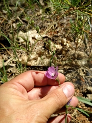 Sidalcea glaucescens