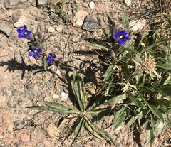 Gentiana tianschanica