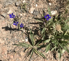 Gentiana tianschanica