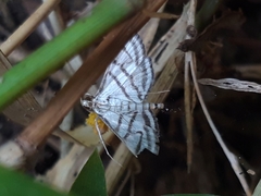 Ravanoa xiphialis