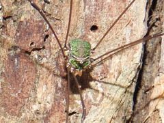 Leiobunum viridorsum