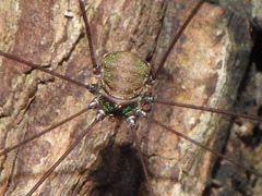 Leiobunum viridorsum