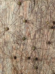 Leiobunum viridorsum