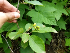 Contarinia virginianiae