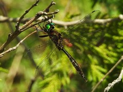 Somatochlora walshii