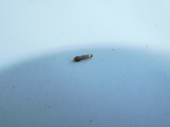 Philonome clemensella